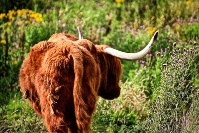 Rear view of highland cattle standing in a field
