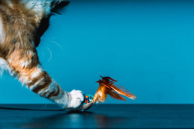 Close-up of a cat