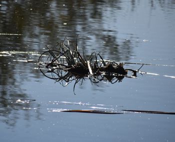 High angle view of insect on lake