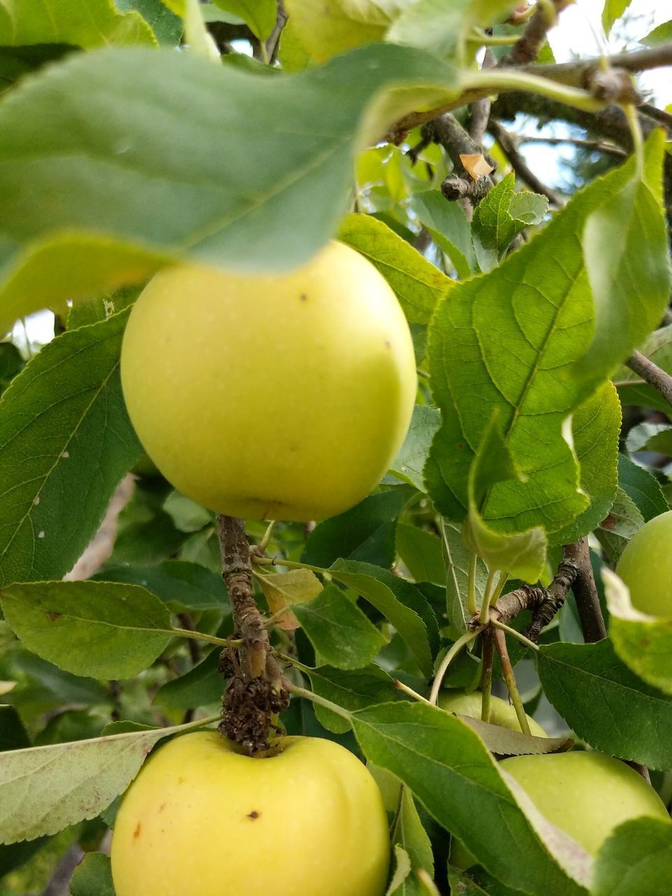 CLOSE-UP OF APPLE GROWING ON PLANT