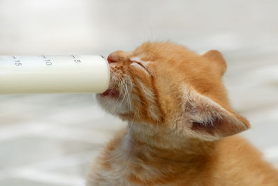 Close-up of cat drinking milk by syringe