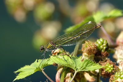 Close-up of insect on leaf