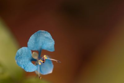 Close-up of blue flowering plant