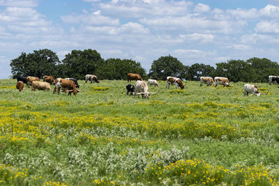 Horses in a field