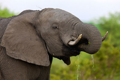 The african bush elephant