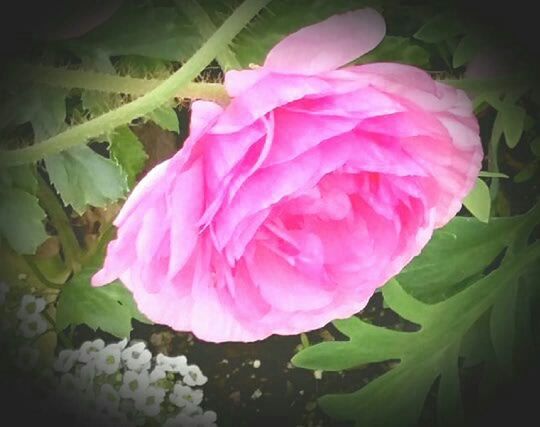 Pastel rose