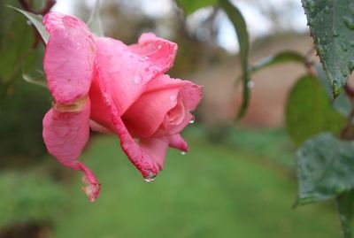 Close-up of wet pink rose blooming outdoors