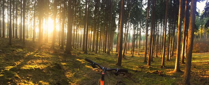 Dirt road passing through forest