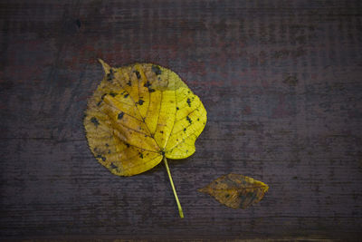 High angle view of yellow leaf on wet wooden plank