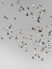 Low angle view of birds flying in the sky