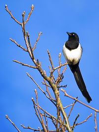 Low angle view of bird perching on branch against blue sky