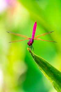 Close-up of insect on flower