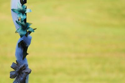 Close-up of wilted blue flowering plant