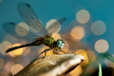 Closeup of dragon fly sitting on mushroom against bokeh background