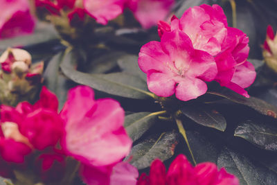 Close-up of pink rose flower