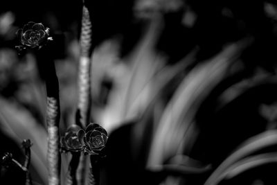 Close-up of insect on plant