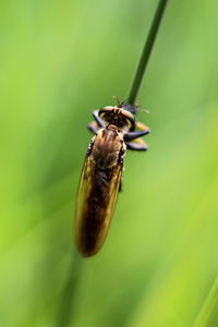 Close-up of insect on flower