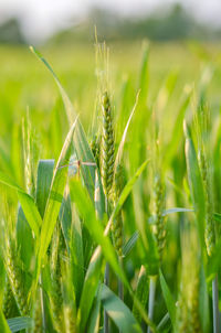 Close-up of wheat growing on field