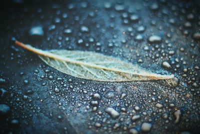 Close up of water drops on leaf