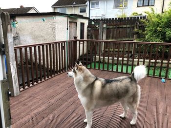 Dog on balcony