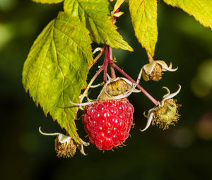 Close-up of strawberry growing on plant