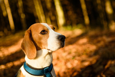 Close-up of dog looking away