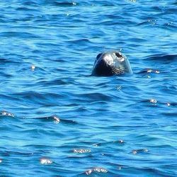 Swimming in sea