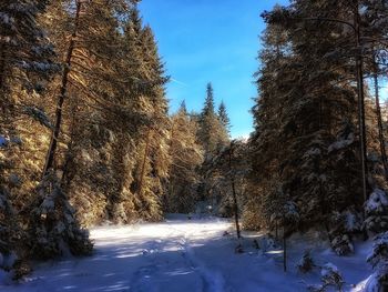 Close-up of trees against clear sky