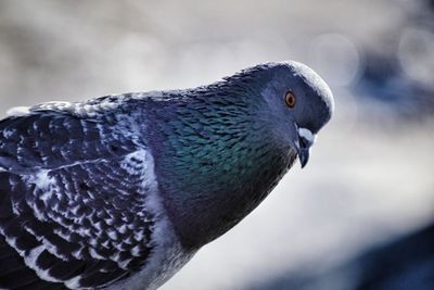 Close-up of pigeon perching outdoors