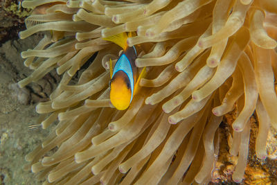 Fish swimming in sea