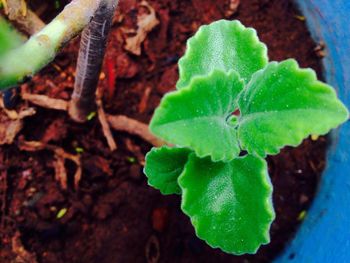 High angle view of green plant