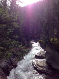 River flowing through forest