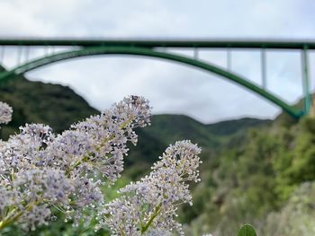 View of flowering plants on bridge