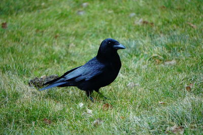 Close-up of bird perching on field