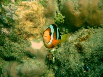 Curious clownfish in the indopacific at lombok, indonesia.