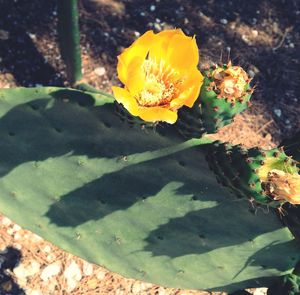 Close-up of yellow flower