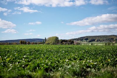 Scenic view of agricultural field against sky