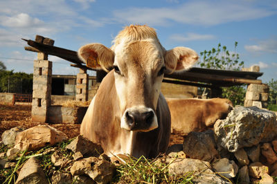 Portrait of cow