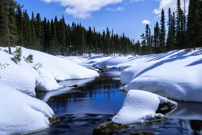 Scenic view of river in forest