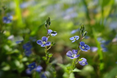 Blue flower - garden