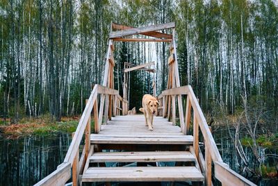 Wooden footbridge over lake in forest