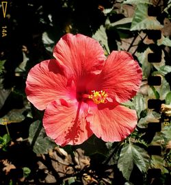 Close-up of pink hibiscus blooming outdoors