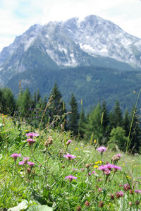 Scenic view of field and mountains