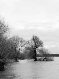 Bare trees on snow covered land against sky