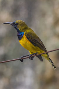 Close-up of bird perching on branch