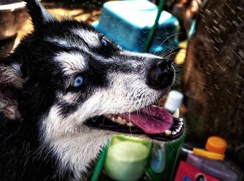 Close-up of dog looking away