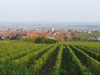 View over the vineyards towards the village of maikammer,  on a sunny october afternoon