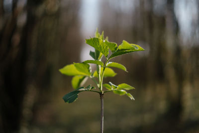 Close-up of fresh green leaves