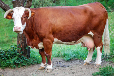 Cow standing on field