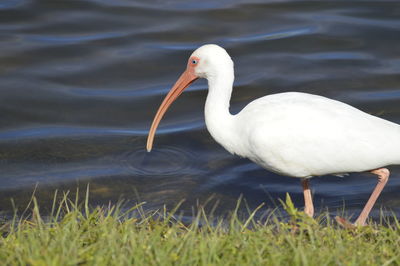 Close-up of american white ibis at lakeshore